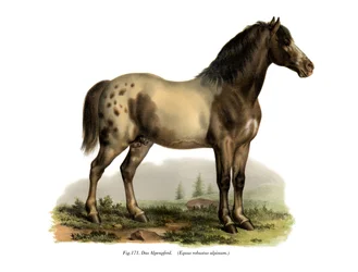 Alpine Horse